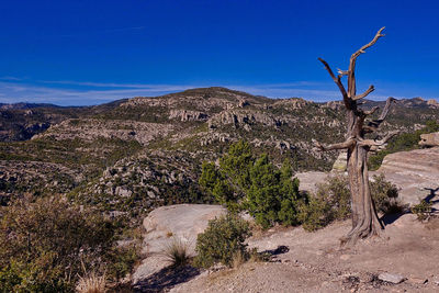 View of trees on landscape against blue sky