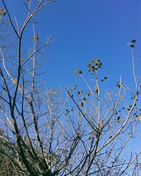 Low angle view of trees against clear blue sky