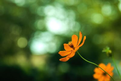 Close-up of orange flower blooming outdoors