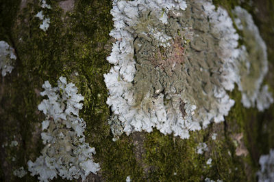 Close-up of snow on tree trunk