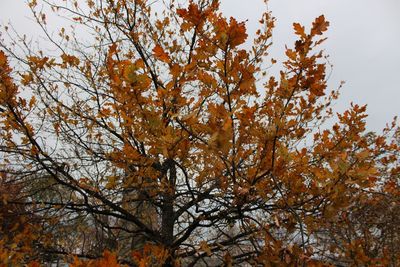 Low angle view of trees against sky