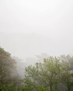 Scenic view of tree mountains against sky