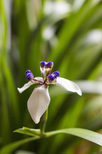 Close-up of white flowering plant