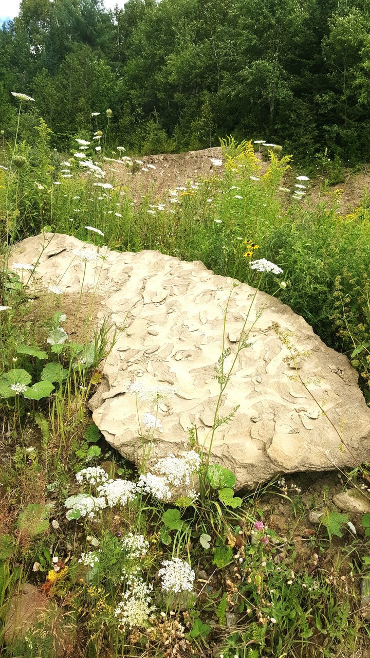 HIGH ANGLE VIEW OF PLANTS GROWING ON HILL