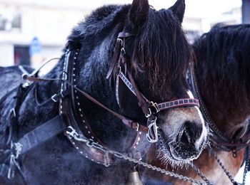 Close-up of horse