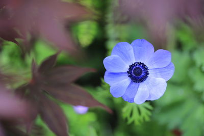 Close-up of purple flower