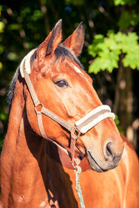 Close-up of horse