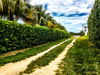 Scenic view of grass and trees against sky