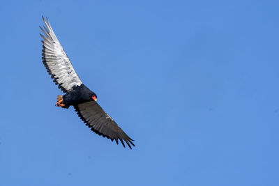 Low angle view of bird flying