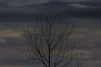 Close-up of silhouette plant against sky at sunset