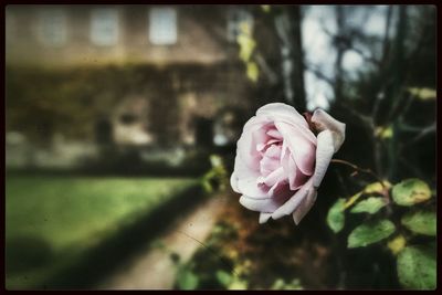 Close-up of pink flower