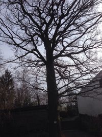 Low angle view of bare trees against sky