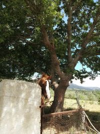 Man with horse standing by tree against sky