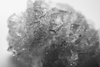 Close-up of insect on frozen plant