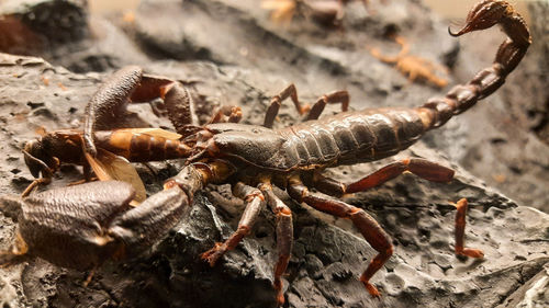 Close-up of scorpion