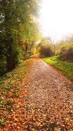 View of trees in forest during autumn