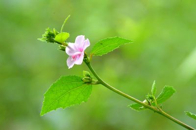 Close-up of flowering plant