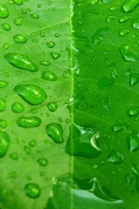 Macro shot of water drops on leaf