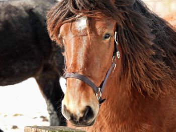 Close-up of a horse