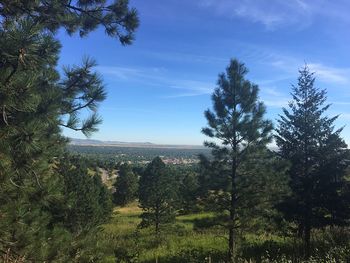 Pine trees on field against sky