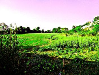 Scenic view of field against clear sky