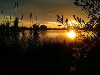 Silhouette of plants at sunset