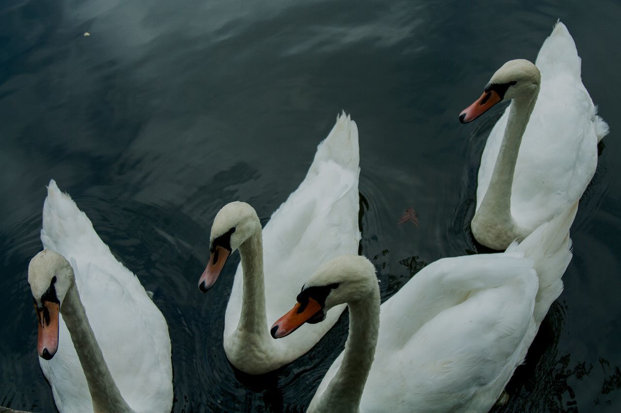 animals in the wild, animal themes, swan, bird, lake, swimming, water, water bird, animal wildlife, white color, nature, day, beak, no people, floating on water, togetherness, outdoors, beauty in nature, close-up