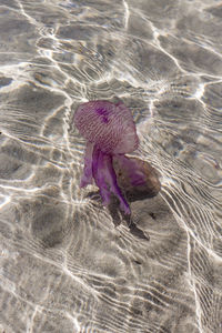 Close-up of purple flower on water