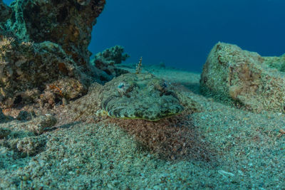 Close-up of turtle swimming in sea