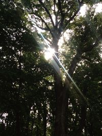 Sun shining through trees