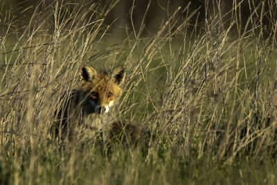 Portrait of a reptile in a field