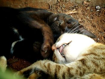 Close-up of cat sleeping