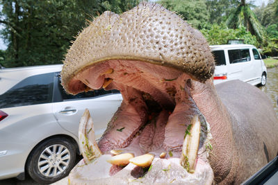 Close-up of horse in car