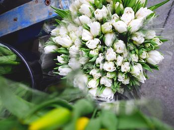 Close-up of white flowers