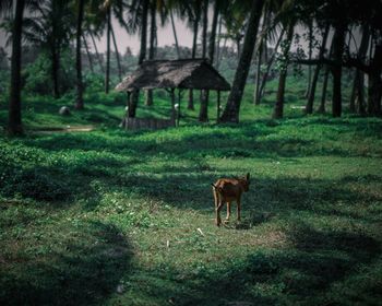 Horse standing in a field