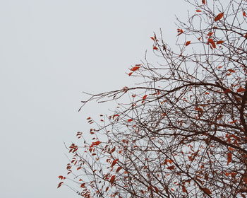 Low angle view of bird on tree against clear sky