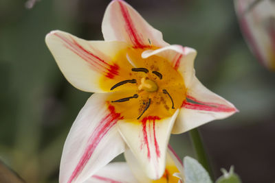 Close-up of white lily