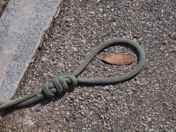 High angle view of snake on road