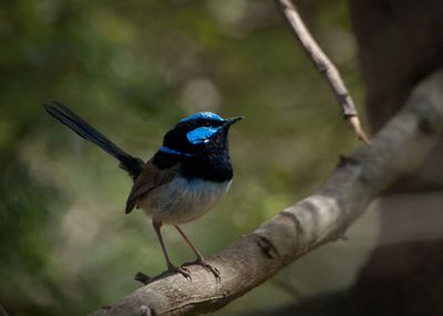 Close-up of bird perching on branch