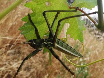 Close-up of insect on leaf