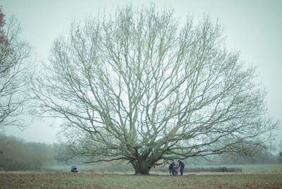 View of bare tree in field