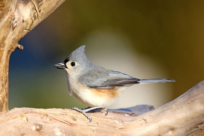 Close-up of bird perching on branch