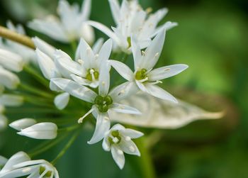 Close-up of white flowering plant leaves