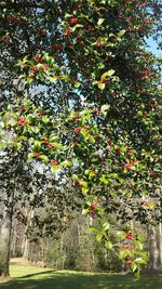 Plants growing on a tree