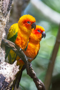 bird