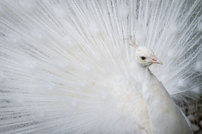 Close-up of white peacock with fanned feathers