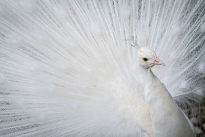 Close-up of a bird