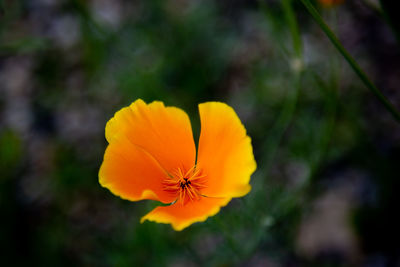 Close-up of yellow flower
