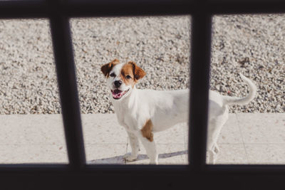 Portrait of dog standing by window