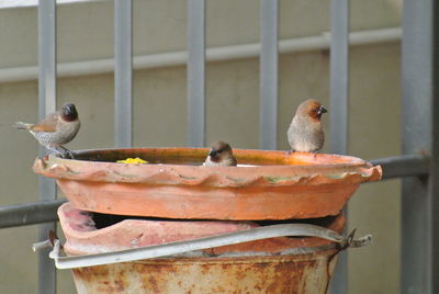 Close-up of birds perching on metal feeder